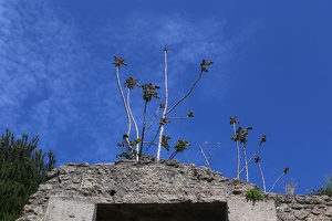 Growth on Ruins